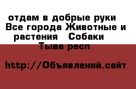 отдам в добрые руки - Все города Животные и растения » Собаки   . Тыва респ.